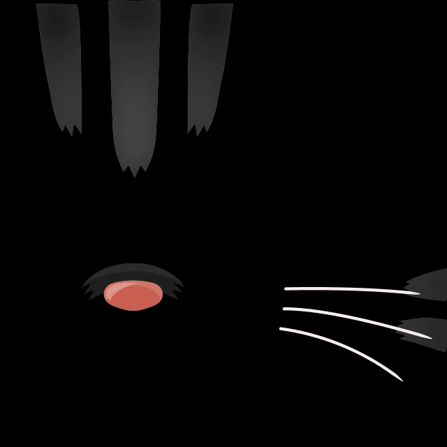 スコティッシュフォールド耳なし（グレー）の画像2