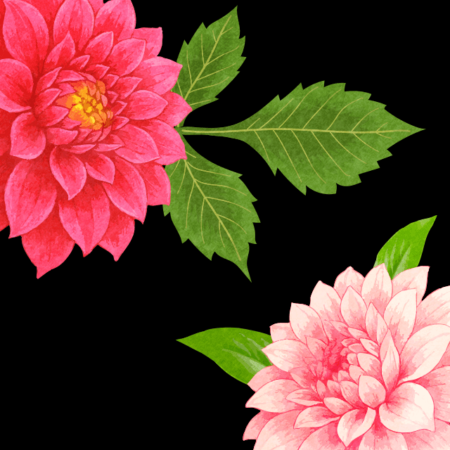 ピンクのダリアの画像2